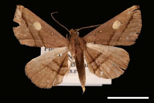 <已分類>Genus：Hadennia[00010411]