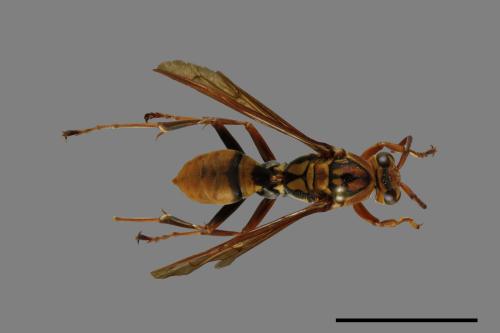 Polistes formosanus[00100996]