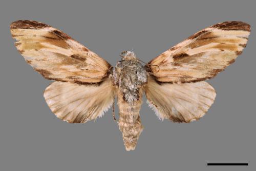 Neopheosia fasciata fasciata[00059833]