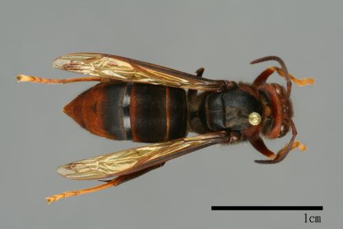 Vespa velutina[黃腳虎頭蜂][00096132]