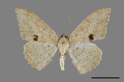 Luxiaria mitorrhaphes[雙斑鈎尺蛾][00071496]