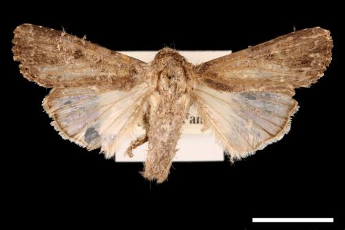 Spodoptera mauritia acronyctoides[灰翅夜蛾][00002738]