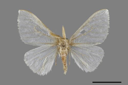 Arctornis cygna[小點白毒蛾][00051270]