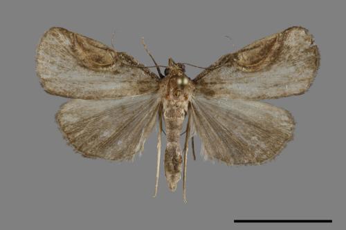 <已分類>Family：Noctuidae[夜蛾科][00093031]