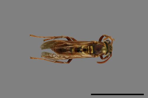 Polistes shirakii[shirakii][00072750]