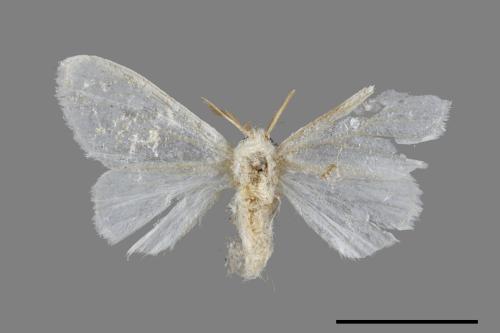 <已分類>Genus：Euproctis[00089849]