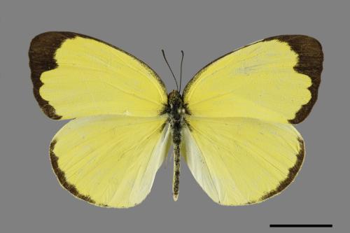 Eurema blanda arsakia[臺灣黃蝶][00102002]