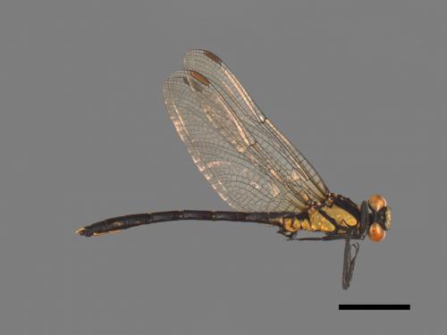 Sinogomphus formosanus[鉸剪春蜓][00103046]