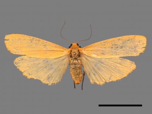 Eilema magnata[巨土苔蛾][00045772]