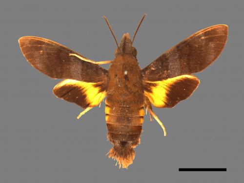 Macroglossum corythus luteata[黃紋長喙天蛾][00016500]