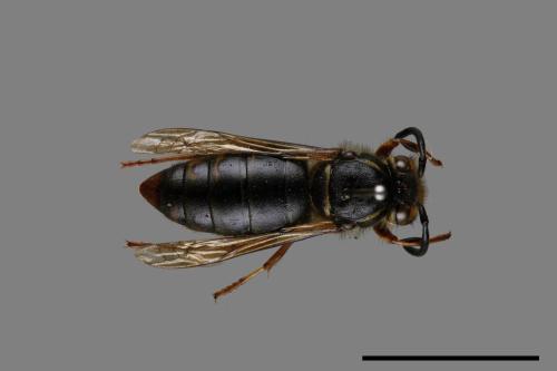 Vespula flaviceps[細黃胡蜂][00073131]