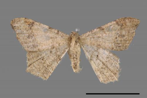 Macaria abydata[雙前斑尾尺蛾][00087266]