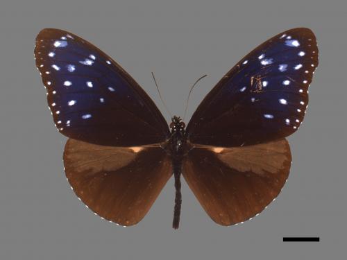 Euploea mulciber barsine[端紫斑蝶][00024830]