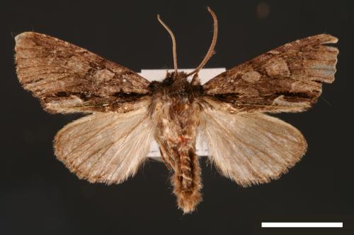 Belosticta cinerea ilan[00001649]