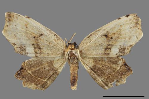 Phalacra kagiensis[關山黃鉤蛾][00045372]