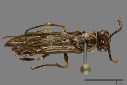 Parapolybia nodosa[叉胸異腹胡蜂][00120767]