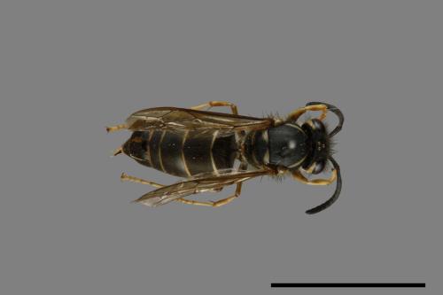 Vespula flaviceps[細黃胡蜂][00073341]