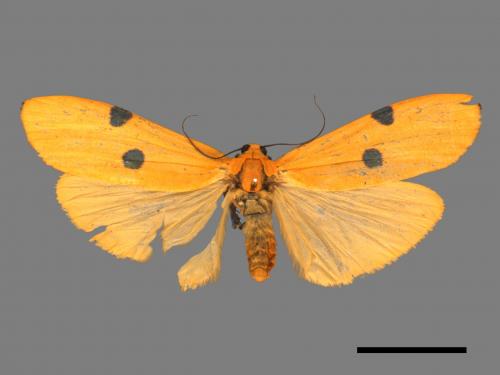 Conilepia nigricosta paiwan[藍緣苔蛾][00051618]