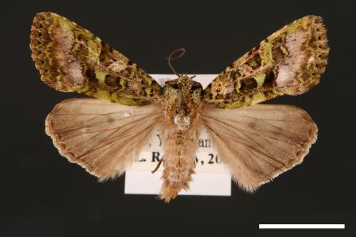 Euplexidia angusta[00001933]