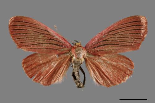Arctioblepsis rubida[00055922]
