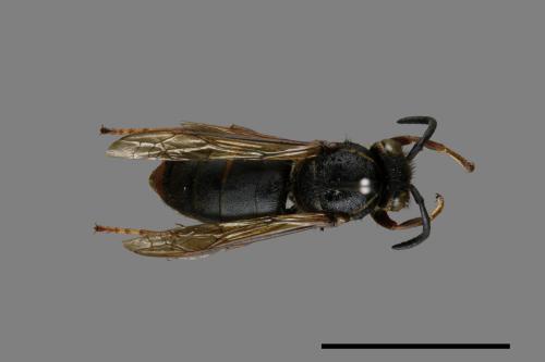 Vespula flaviceps[細黃胡蜂][00073161]