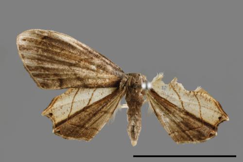 Warreniplema fumicosta[黃緣雙尾蛾][00012647]