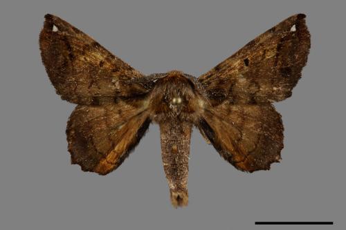 Prismosticta fenestrata[小窗蠶蛾][00093367]