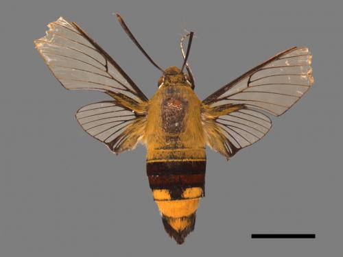 Cephonodes hylas[大透翅天蛾][00016892]