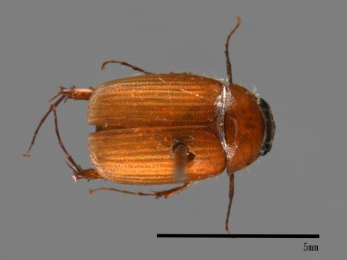 <已分類>Family：Scarabaeidae[金龜子科][00026252]