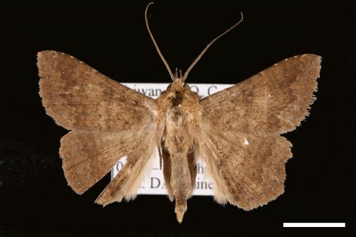 Ericeia inangulata[00030482]