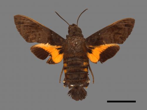 Macroglossum pyrrhosticta[黃斑長喙天蛾][00016922]