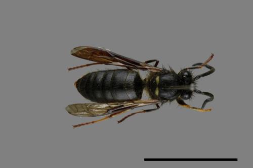 Vespula flaviceps[細黃胡蜂][00073446]