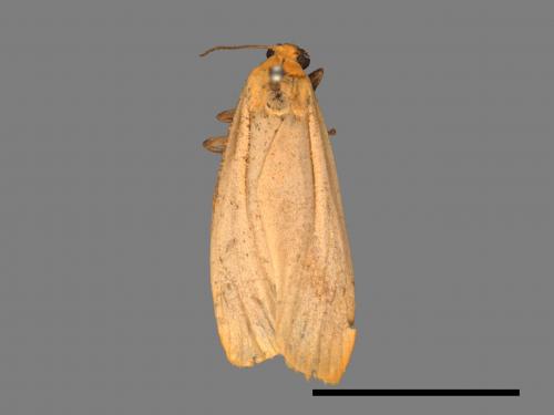 Eilema usuguronis[黃邊土苔蛾][00037673]