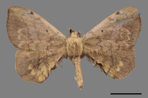 Andraca olivacea[綠茶蠶蛾][00053023]