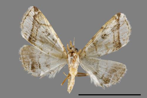 <已分類>Genus：Herminia[00011654]