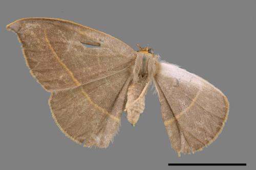 Microblepsis violacea[灰褐鉤蛾][00056948]