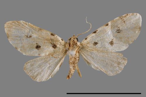 Metaemene atrigutta maculata[麗夜蛾][00009029]