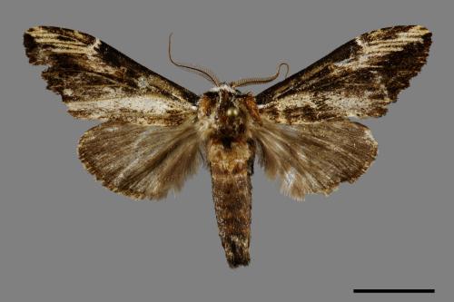 Hexafrenum leucodera yamamotoi[吉本氏異齒舟蛾 (明白頸異齒舟蛾)][00091262]