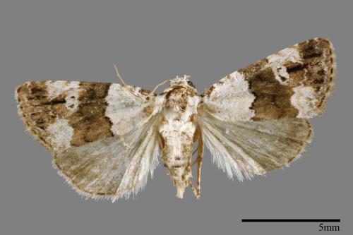 Maliattha signifera[00009296]