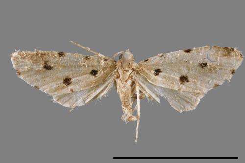 Metaemene atrigutta maculata[麗夜蛾][00009056]