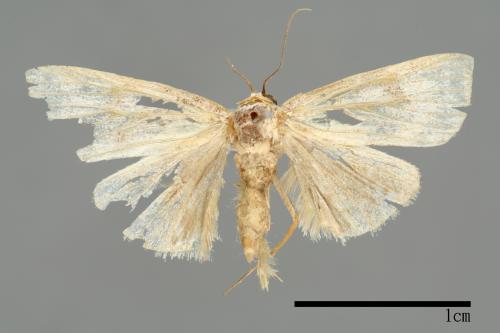 Bryophilina mollicula[00009465]