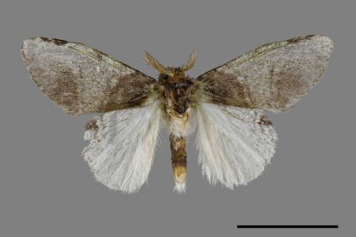 Liparopsis postalbida[中灰舟蛾][00042695]