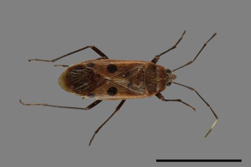 Physopelta quadriguttata[00026326]