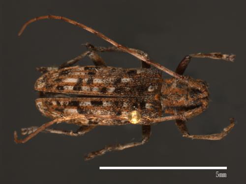 Monochamus alternatus[松斑天牛][00082208]