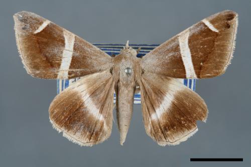 Dysgonia arctotaenia[00005645]