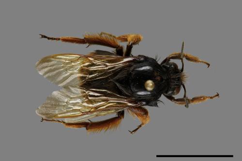 Bombus flavescens[黃色熊蜂][00074724]