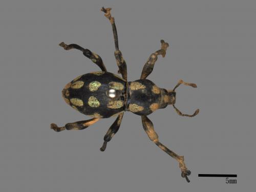 <已分類>Family：Curculionidae[象鼻蟲科][00082640]