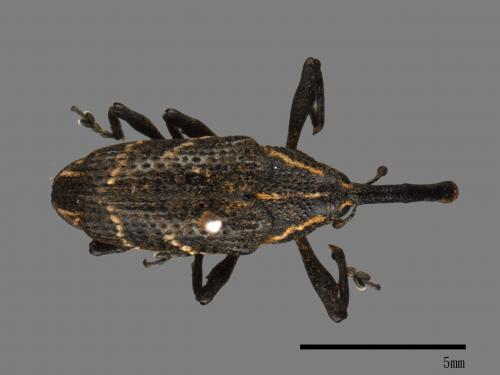 <已分類>Family：Curculionidae[象鼻蟲科][00082656]