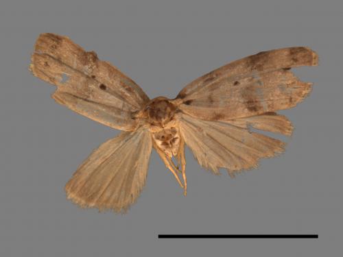 Eugoa bipunctata[雙點良苔蛾][00056247]