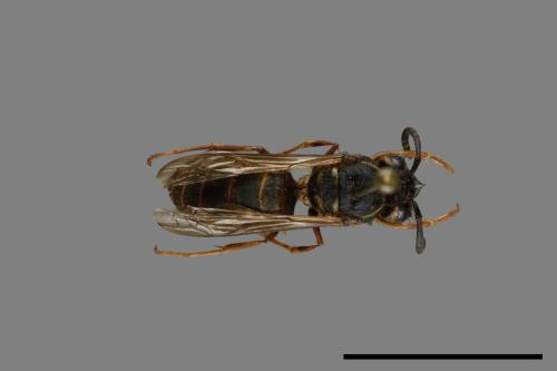 Vespula flaviceps[細黃胡蜂][00073007]